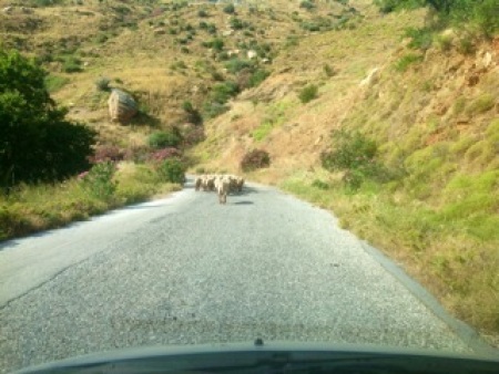 sheep in Greece